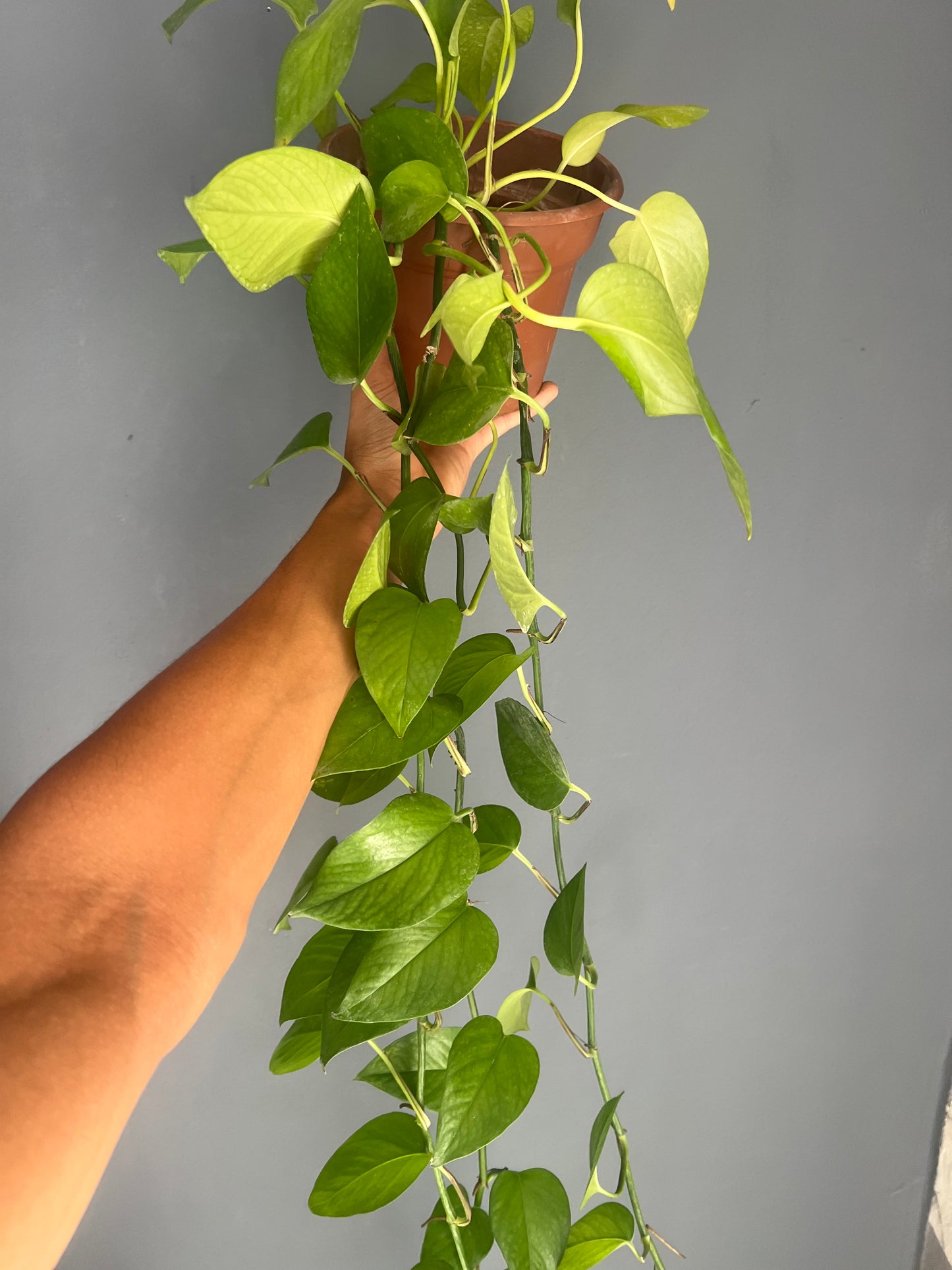 Pothos