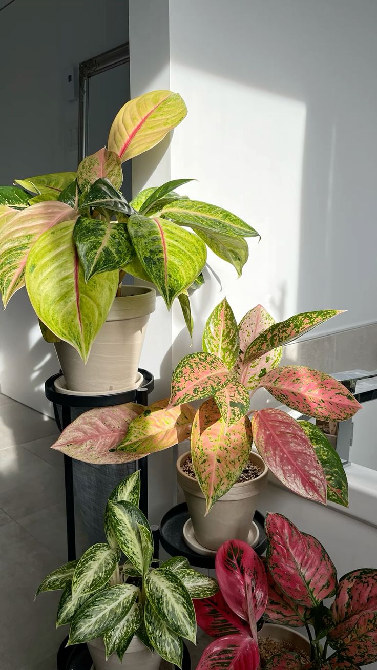 Houseplants
