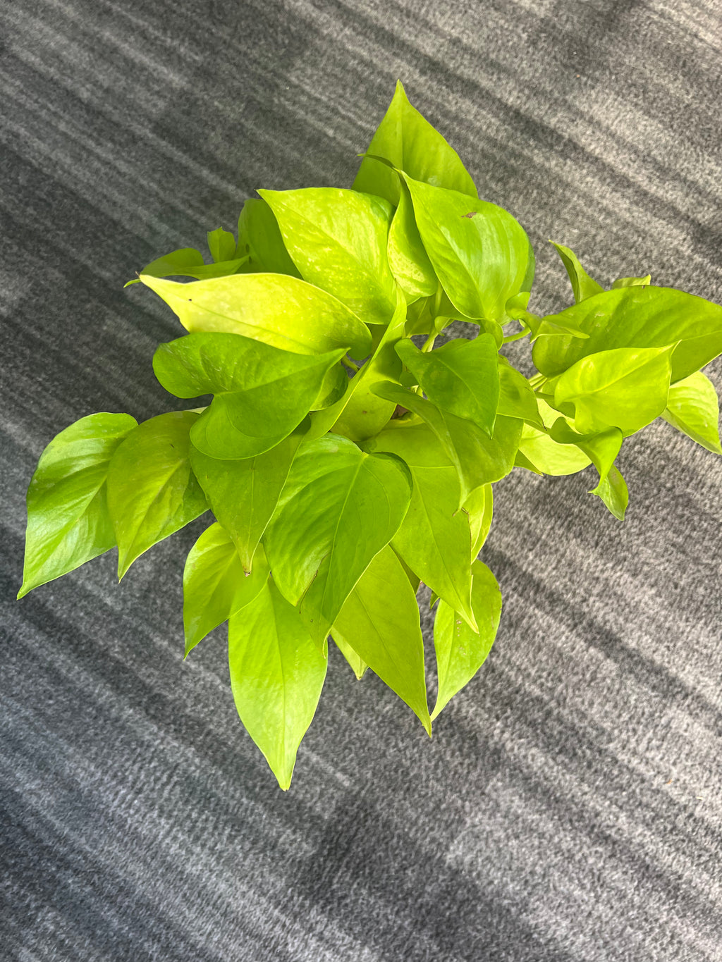Pothos Neon