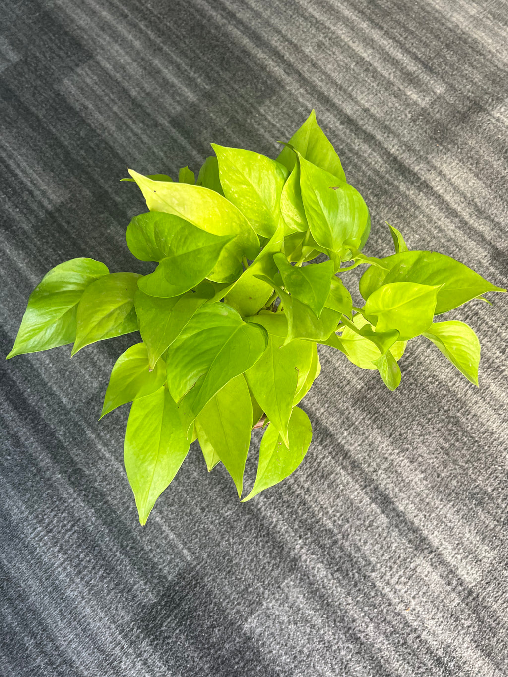 Pothos Neon