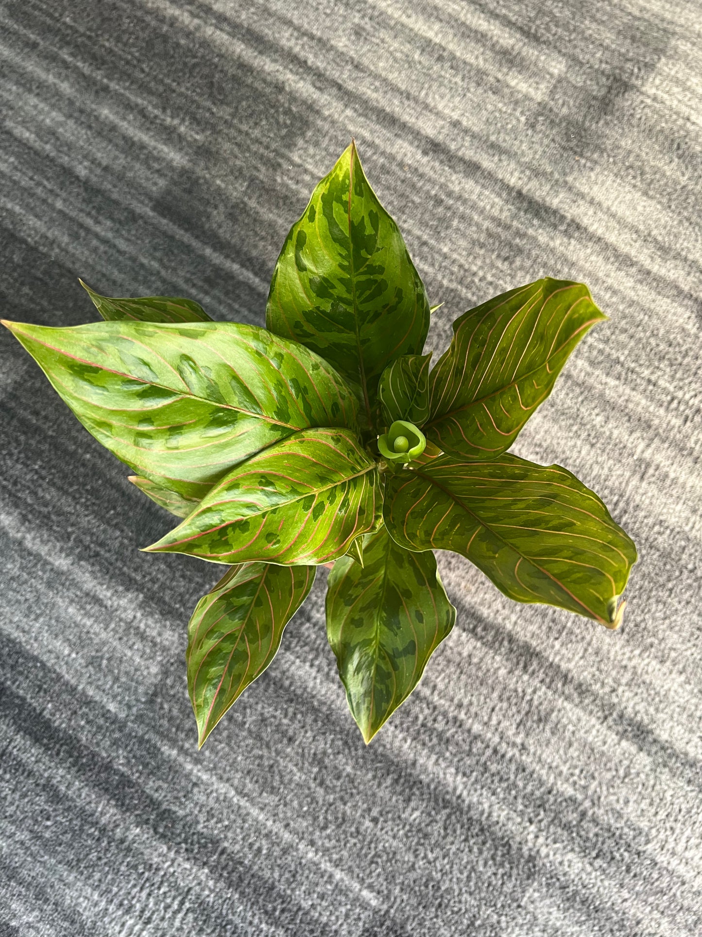 Aglaonema chocolate