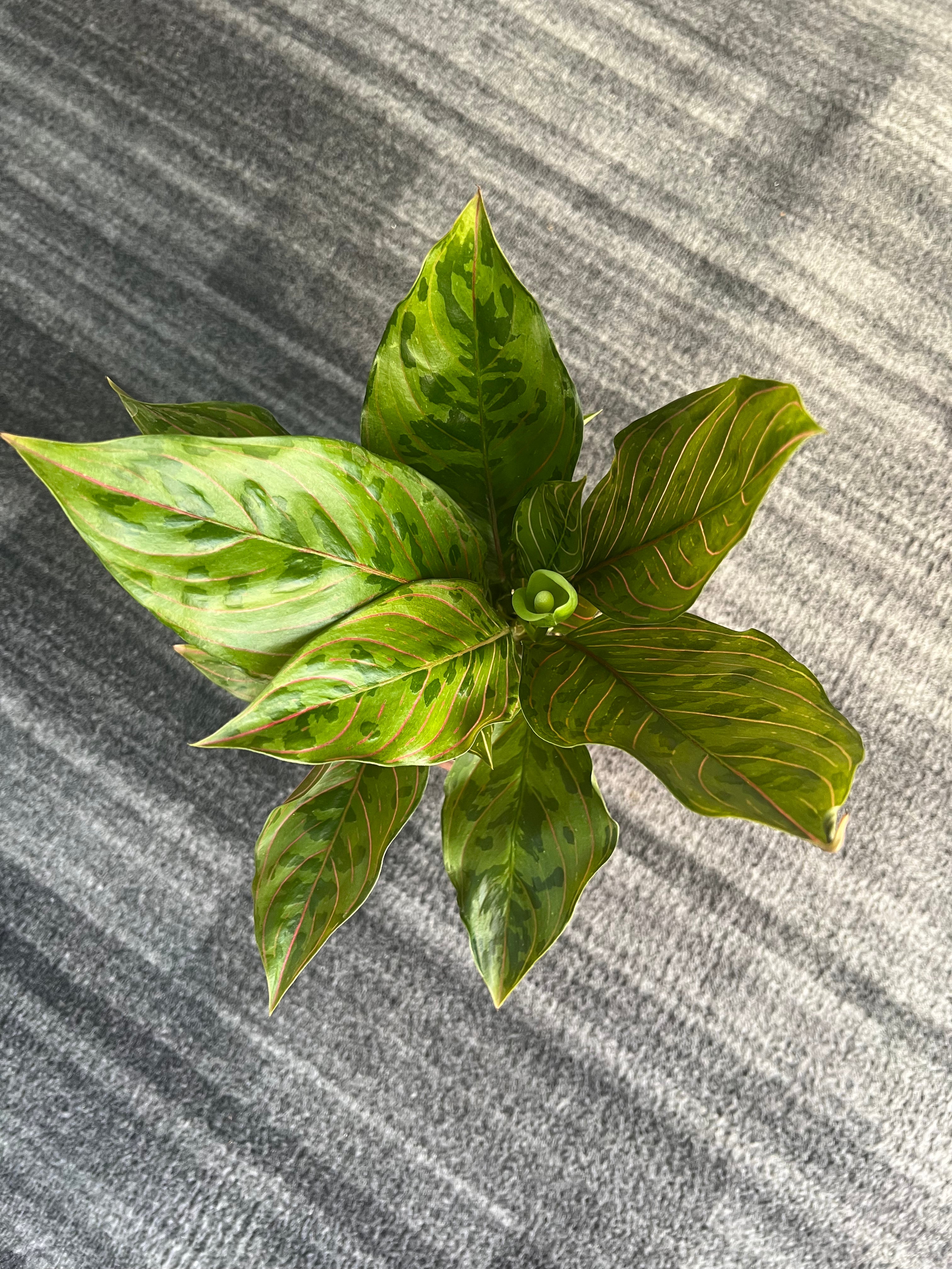 Aglaonema chocolate