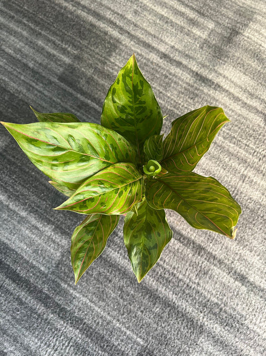 Aglaonema chocolate