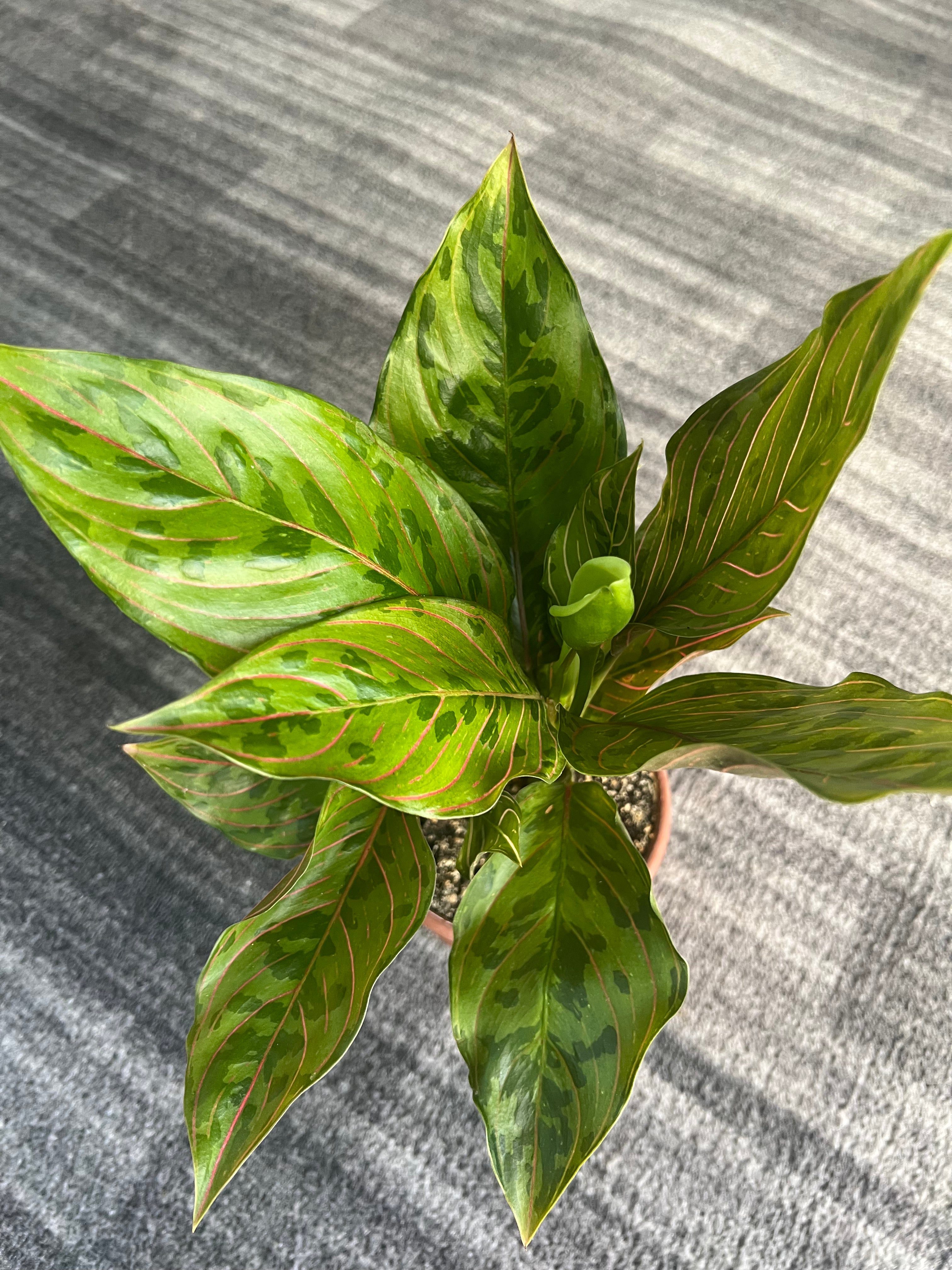 Aglaonema chocolate