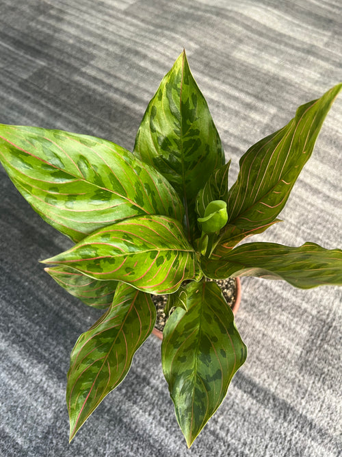 Aglaonema chocolate