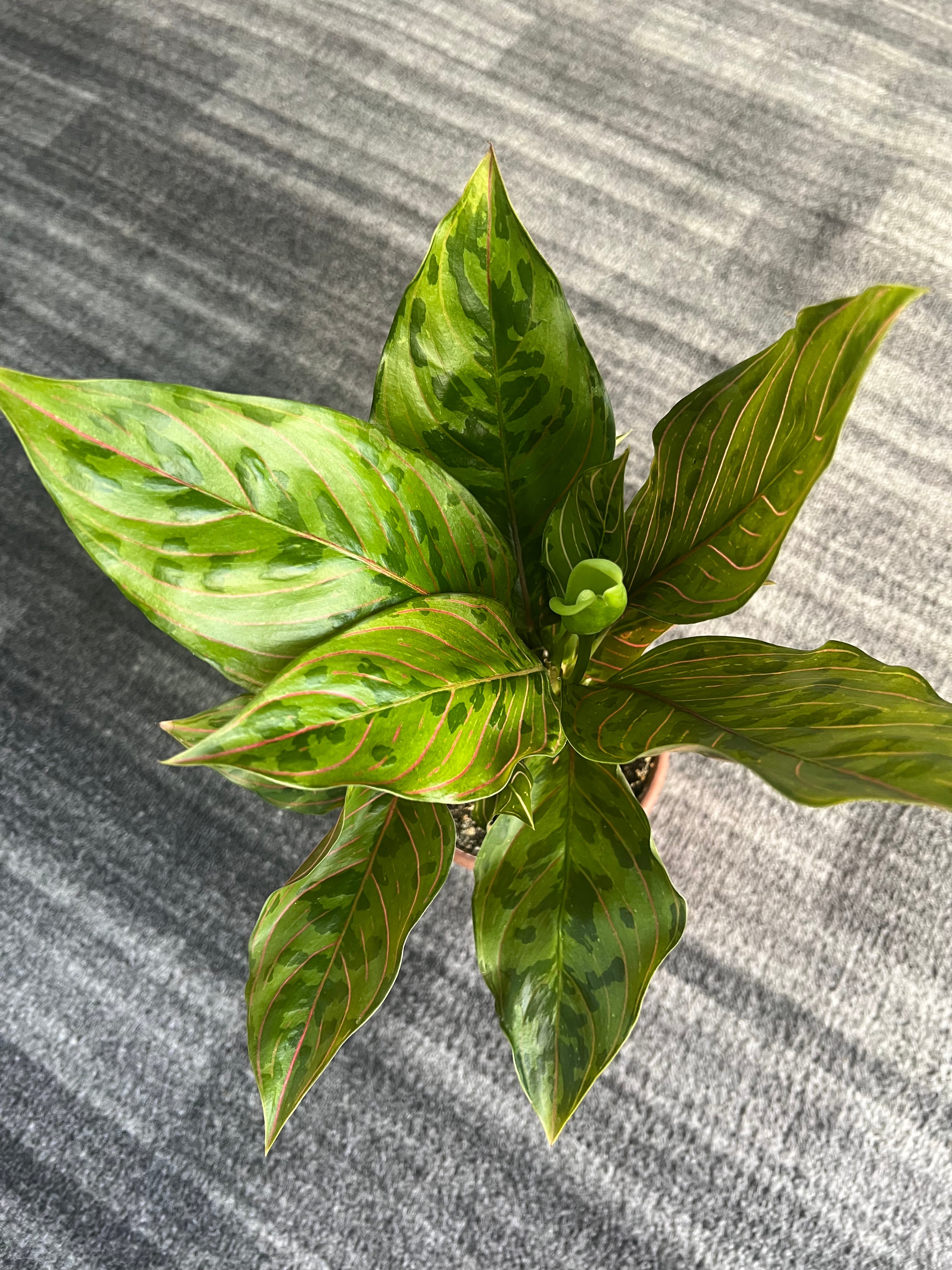 Aglaonema chocolate