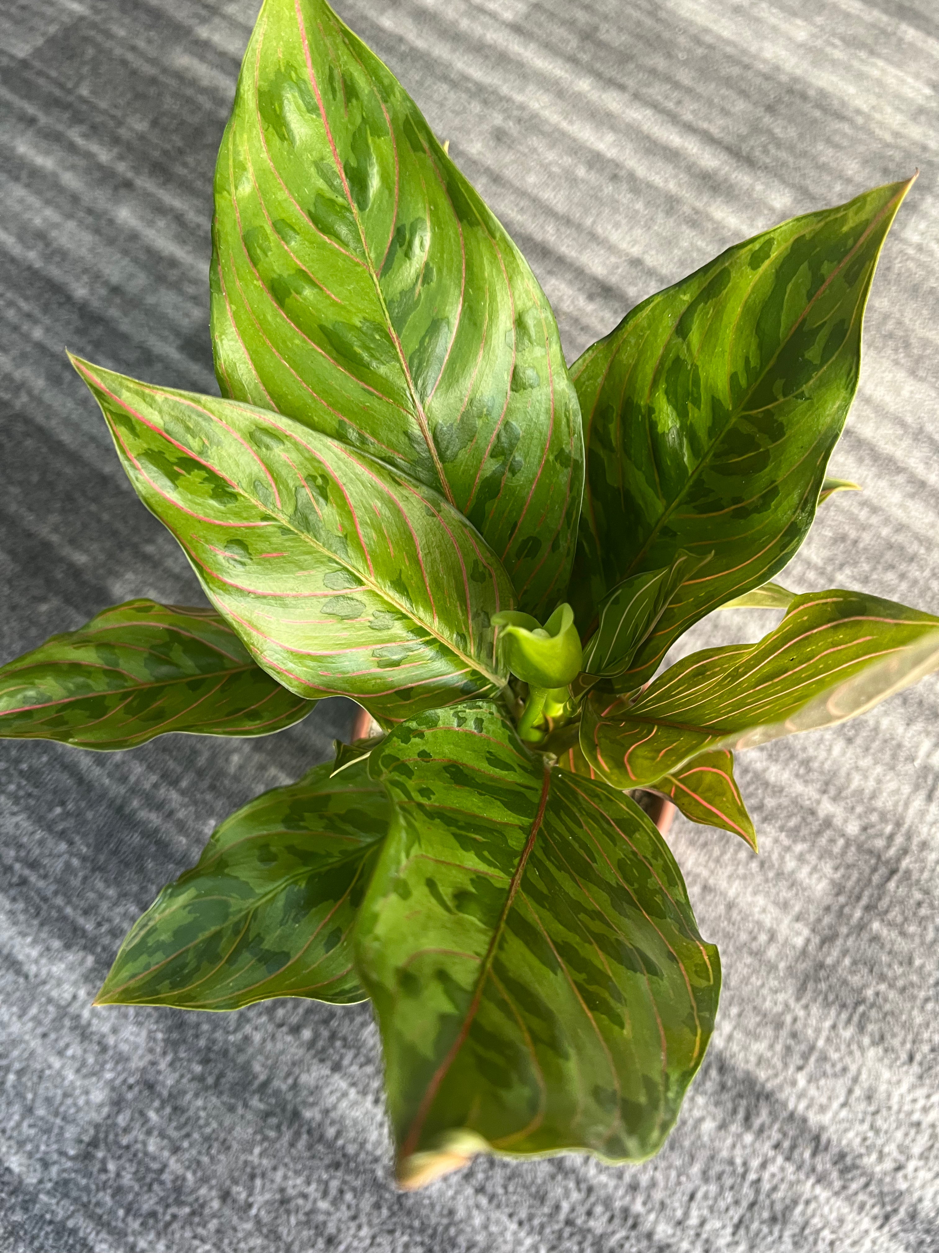 Aglaonema chocolate