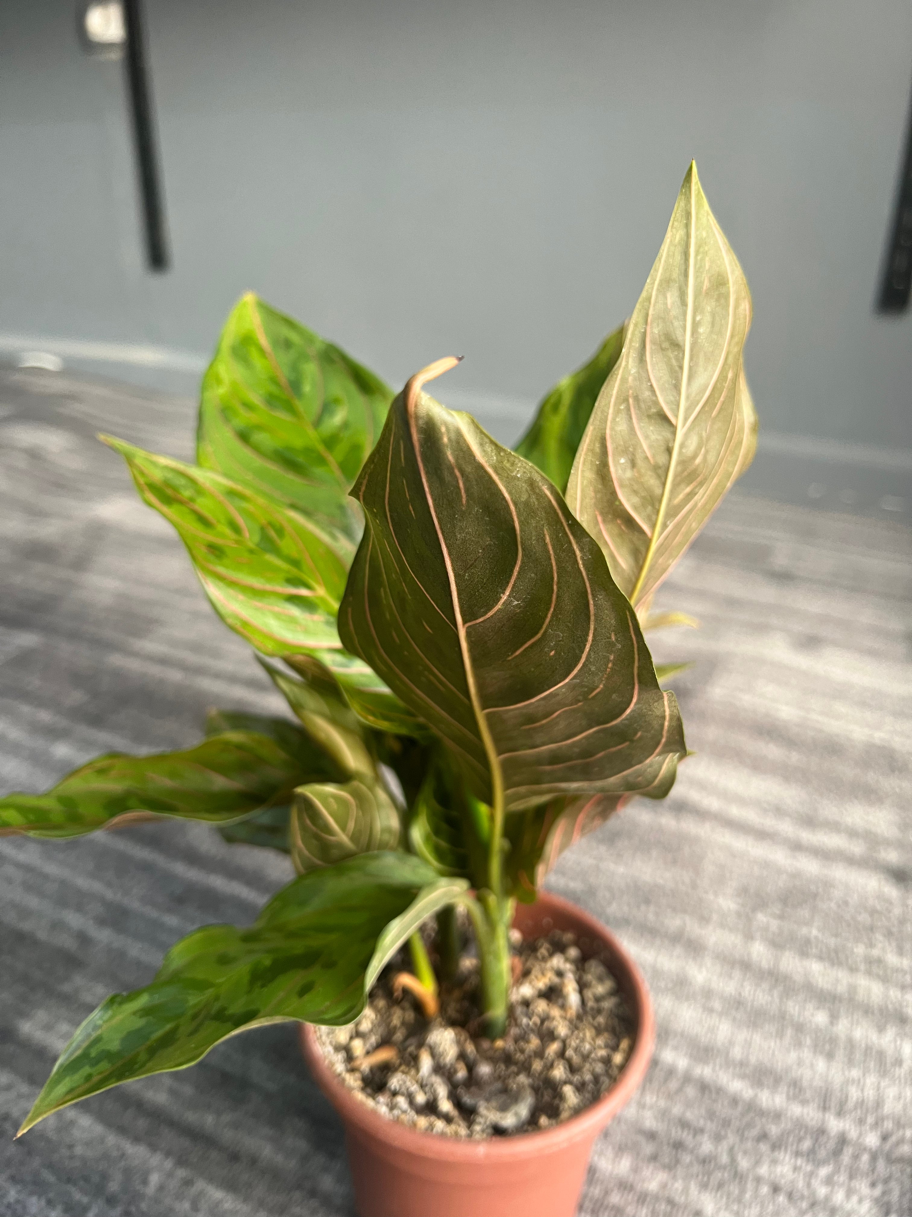 Aglaonema chocolate