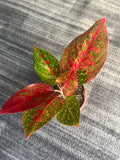 Aglaonema Red Valentine