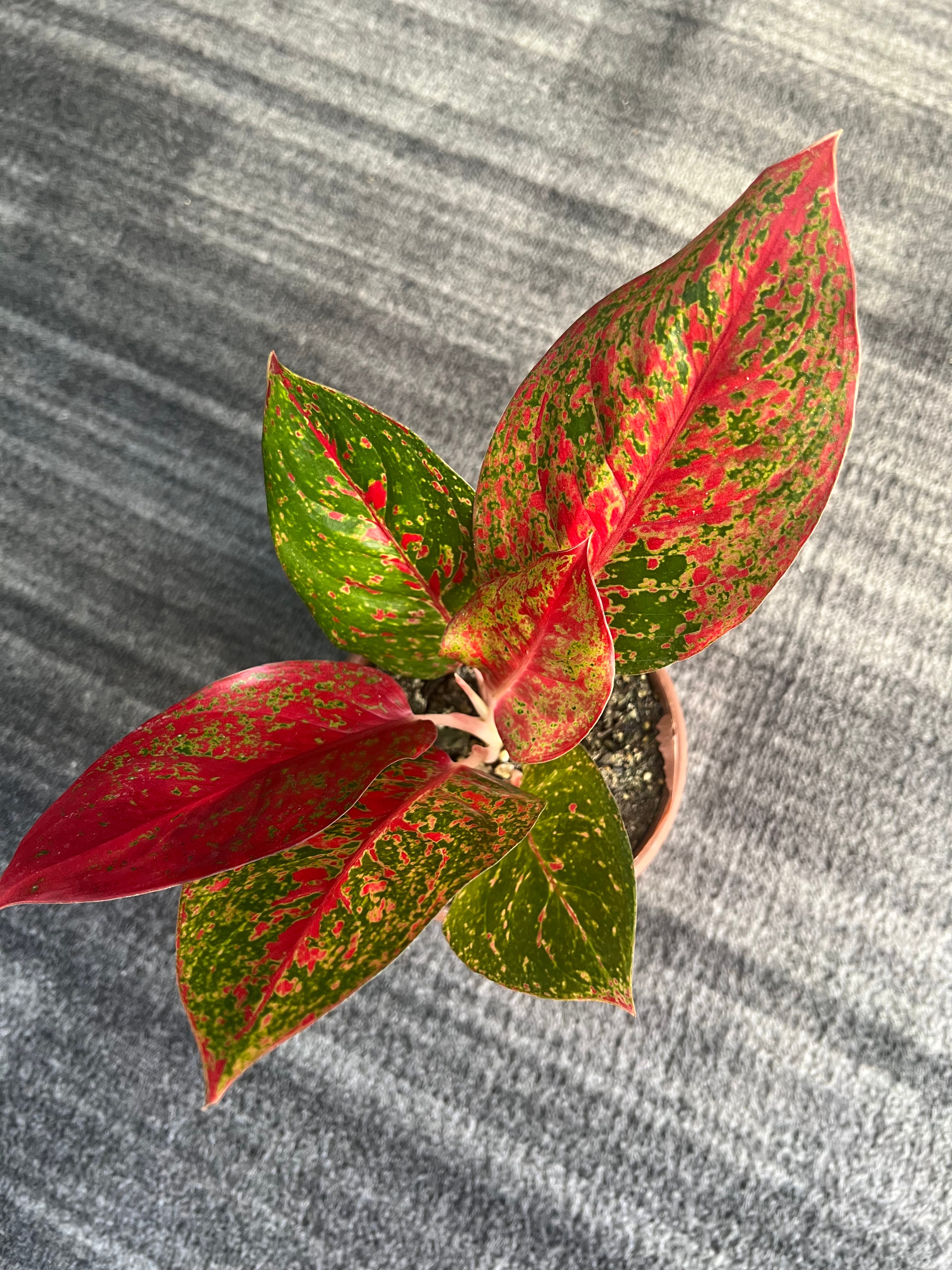 Aglaonema Red Valentine