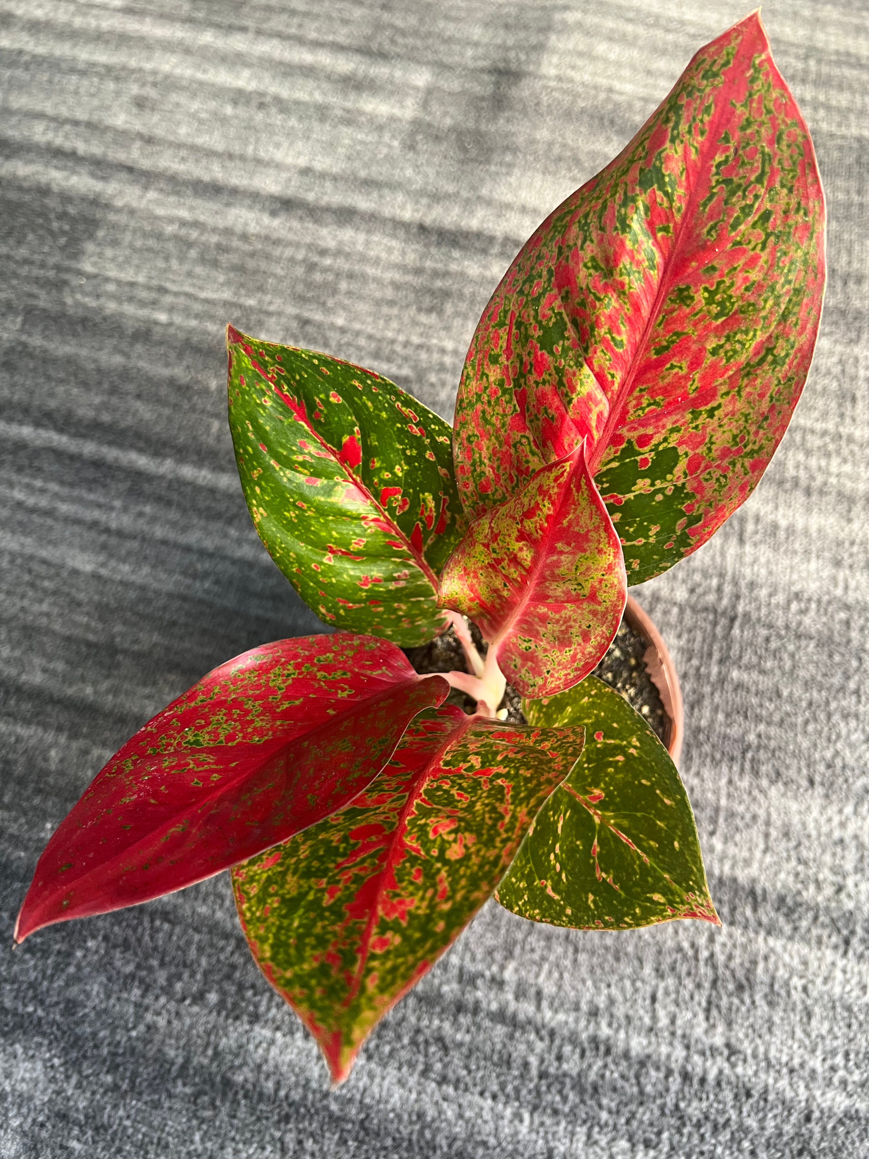 Aglaonema Red Valentine