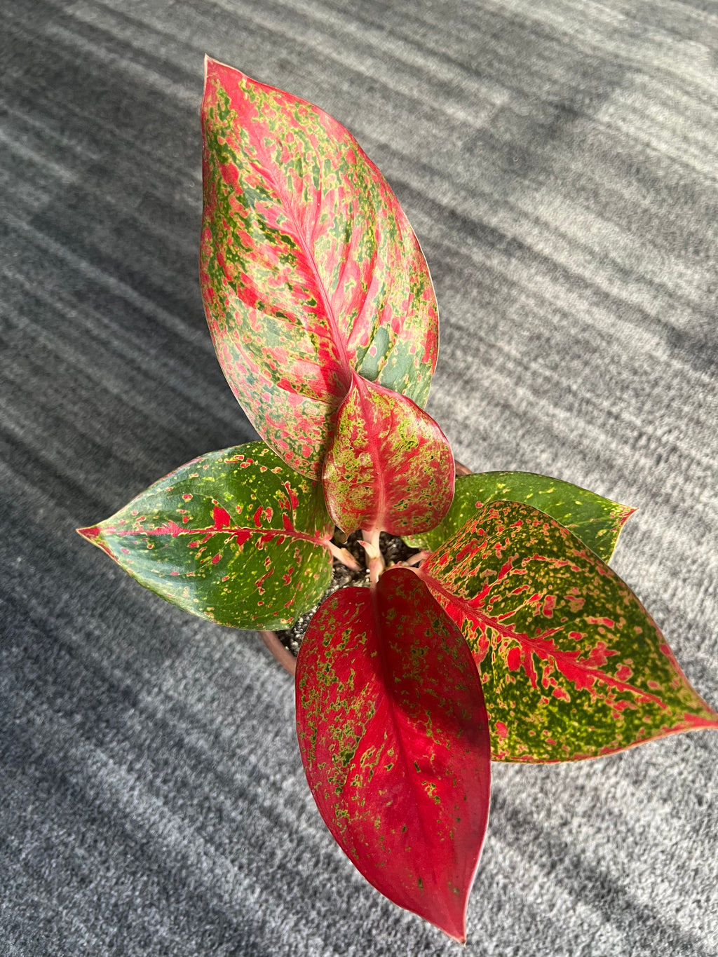 Aglaonema Red Valentine