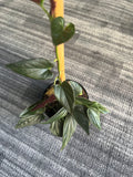 Syngonium Red Arrow