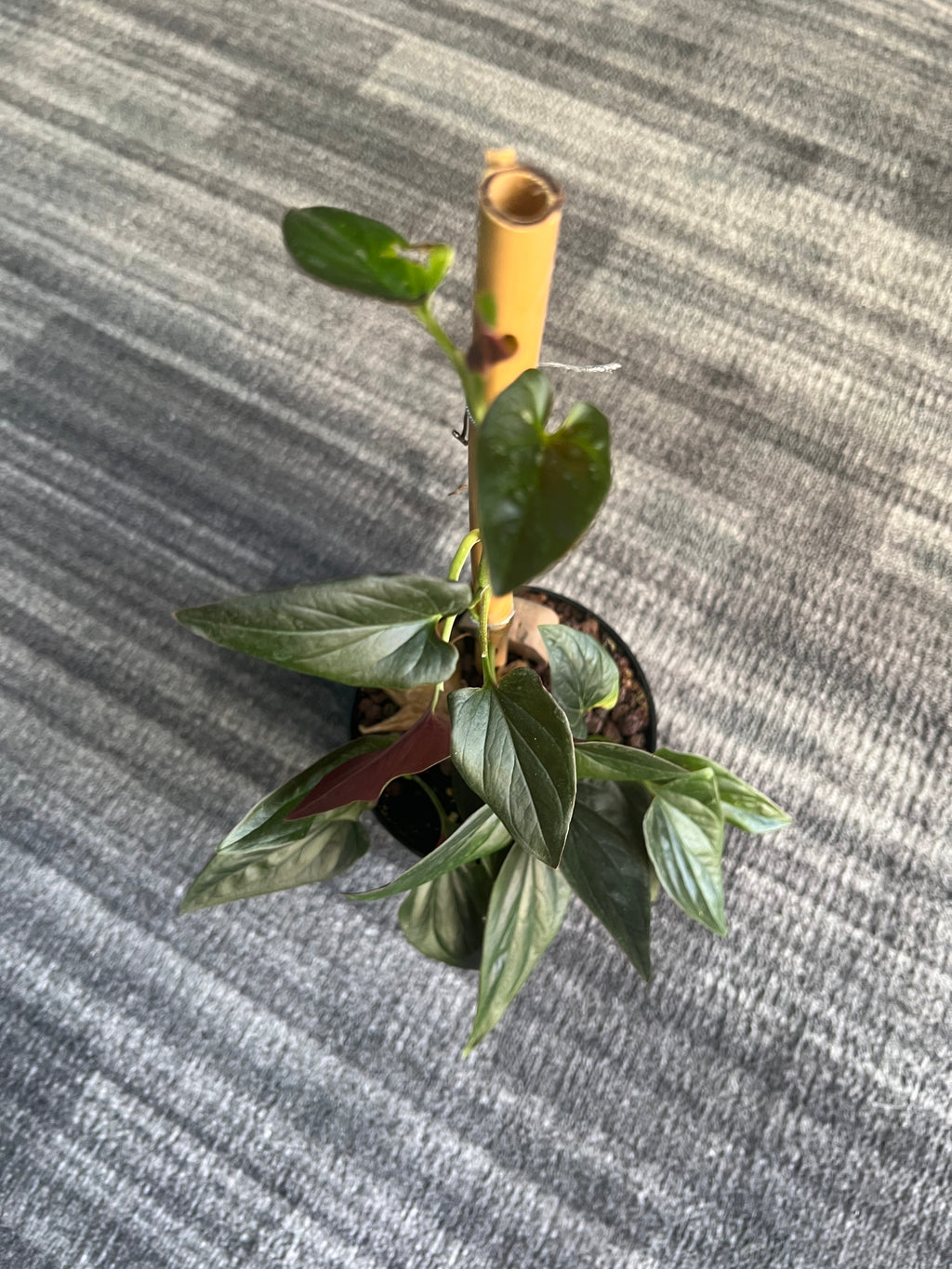 Syngonium Red Arrow
