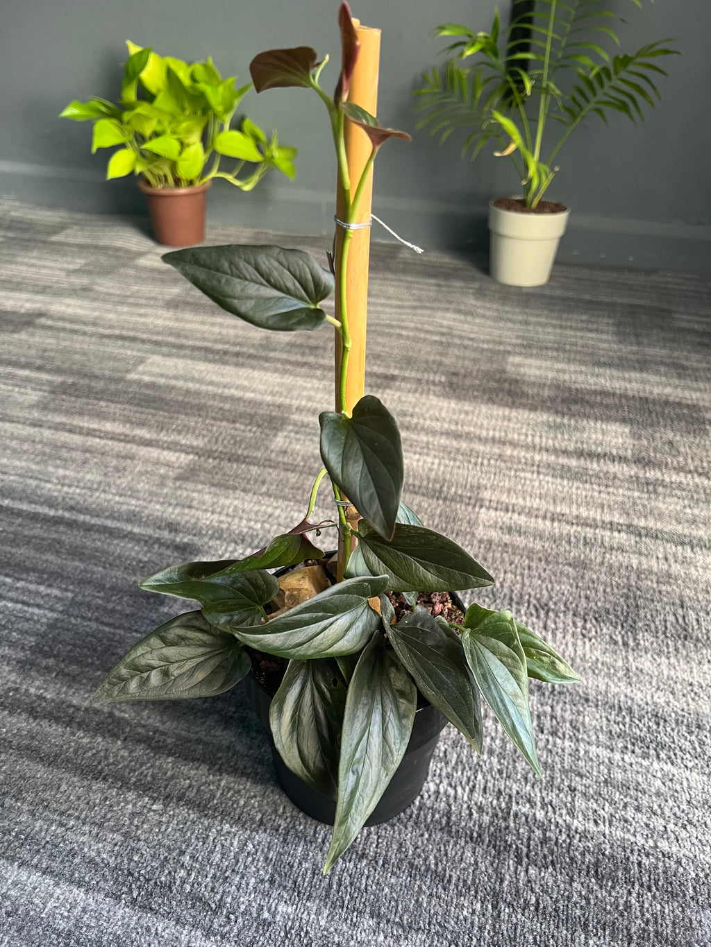 Syngonium Red Arrow