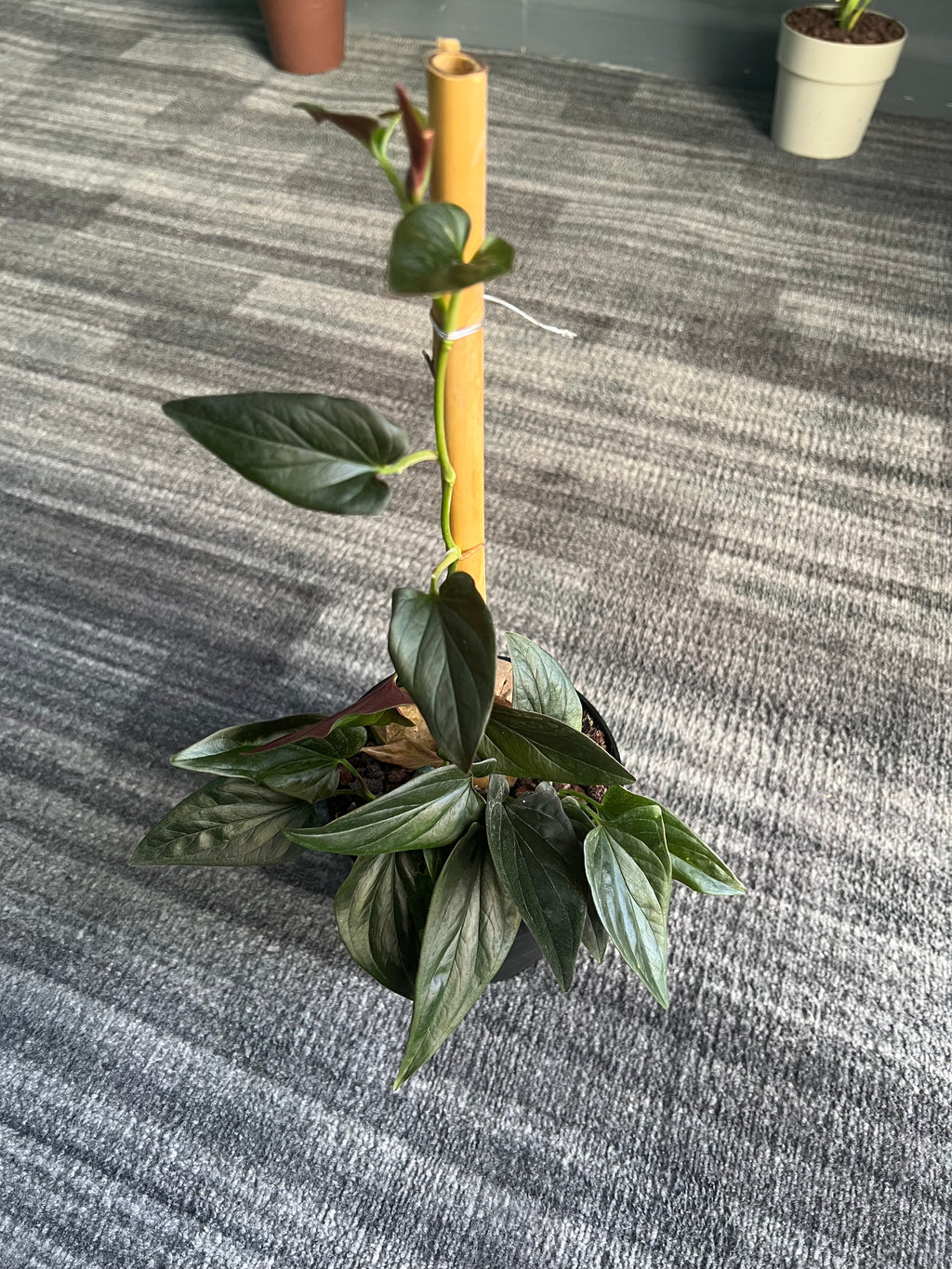Syngonium Red Arrow