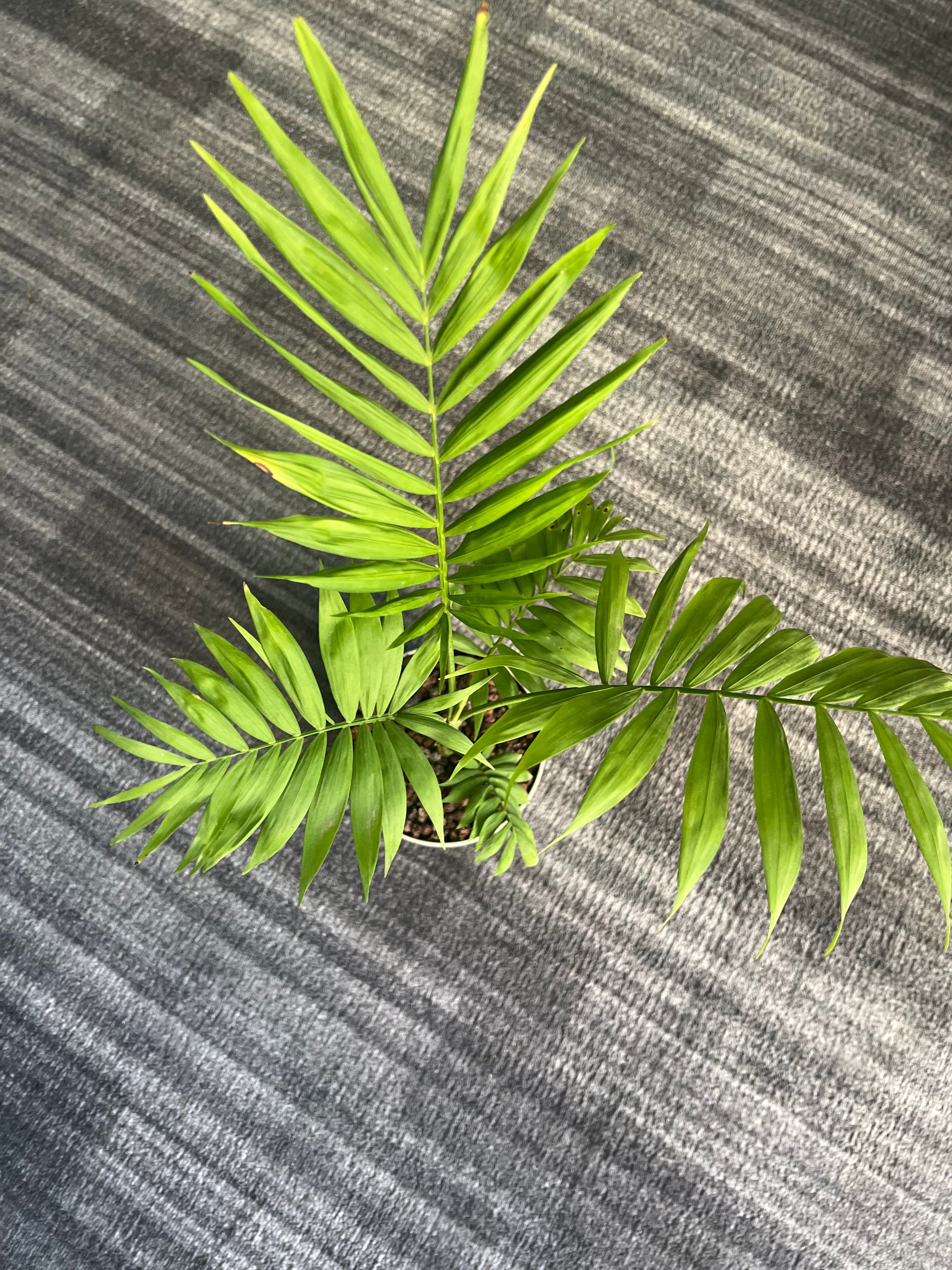 Chamaedorea elegans