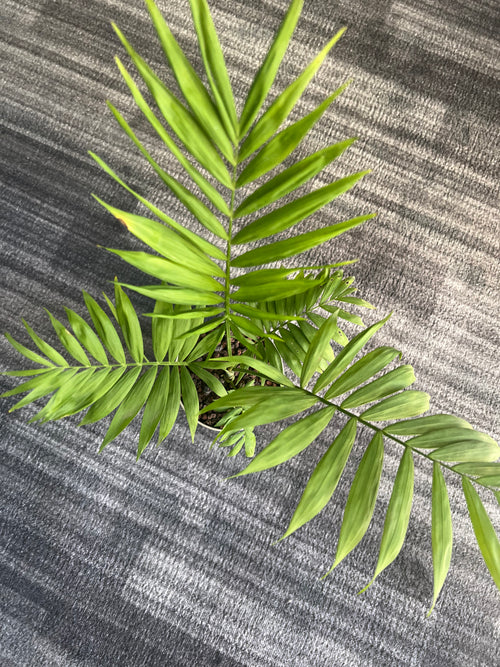 Chamaedorea elegans