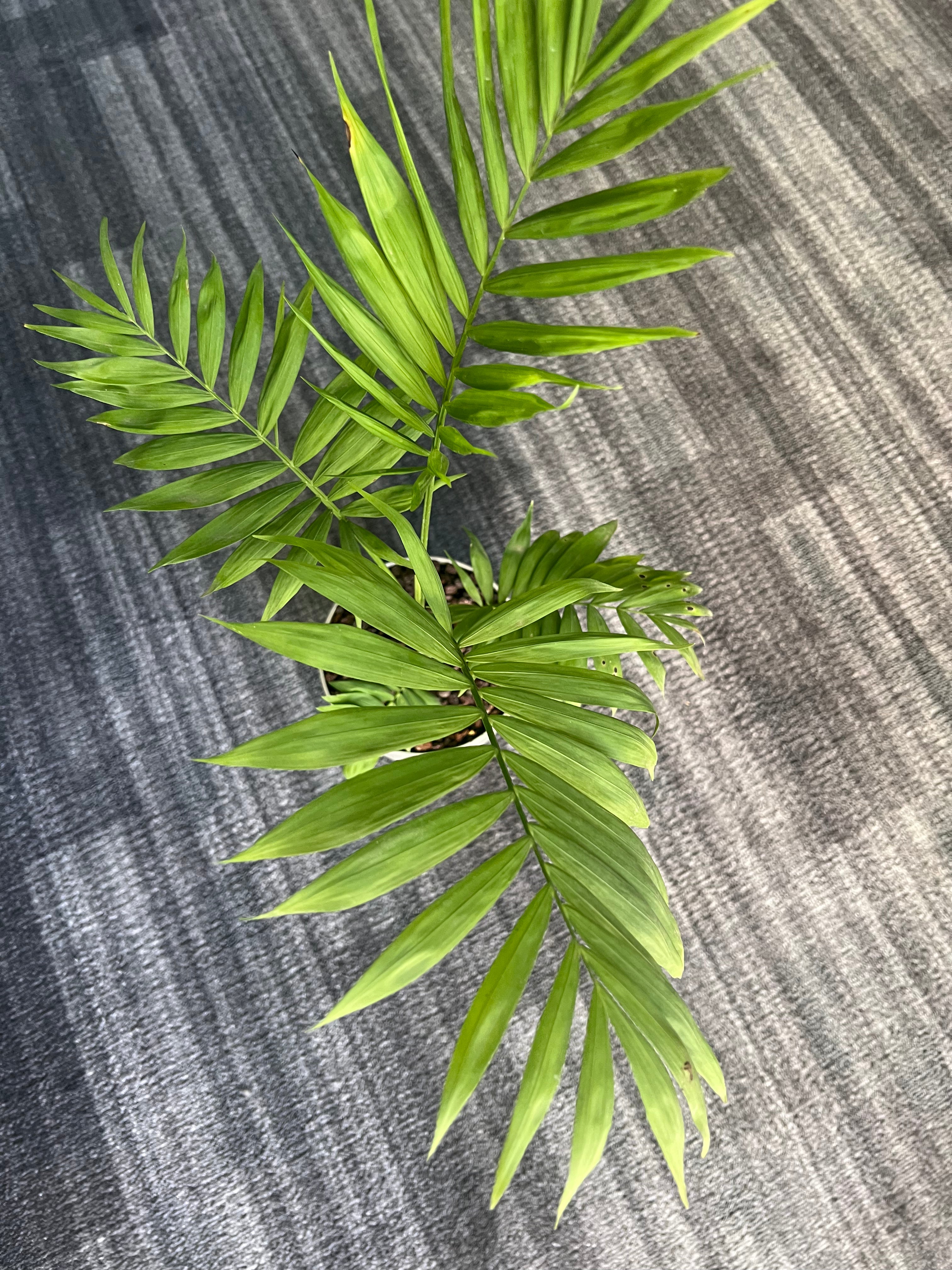 Chamaedorea elegans