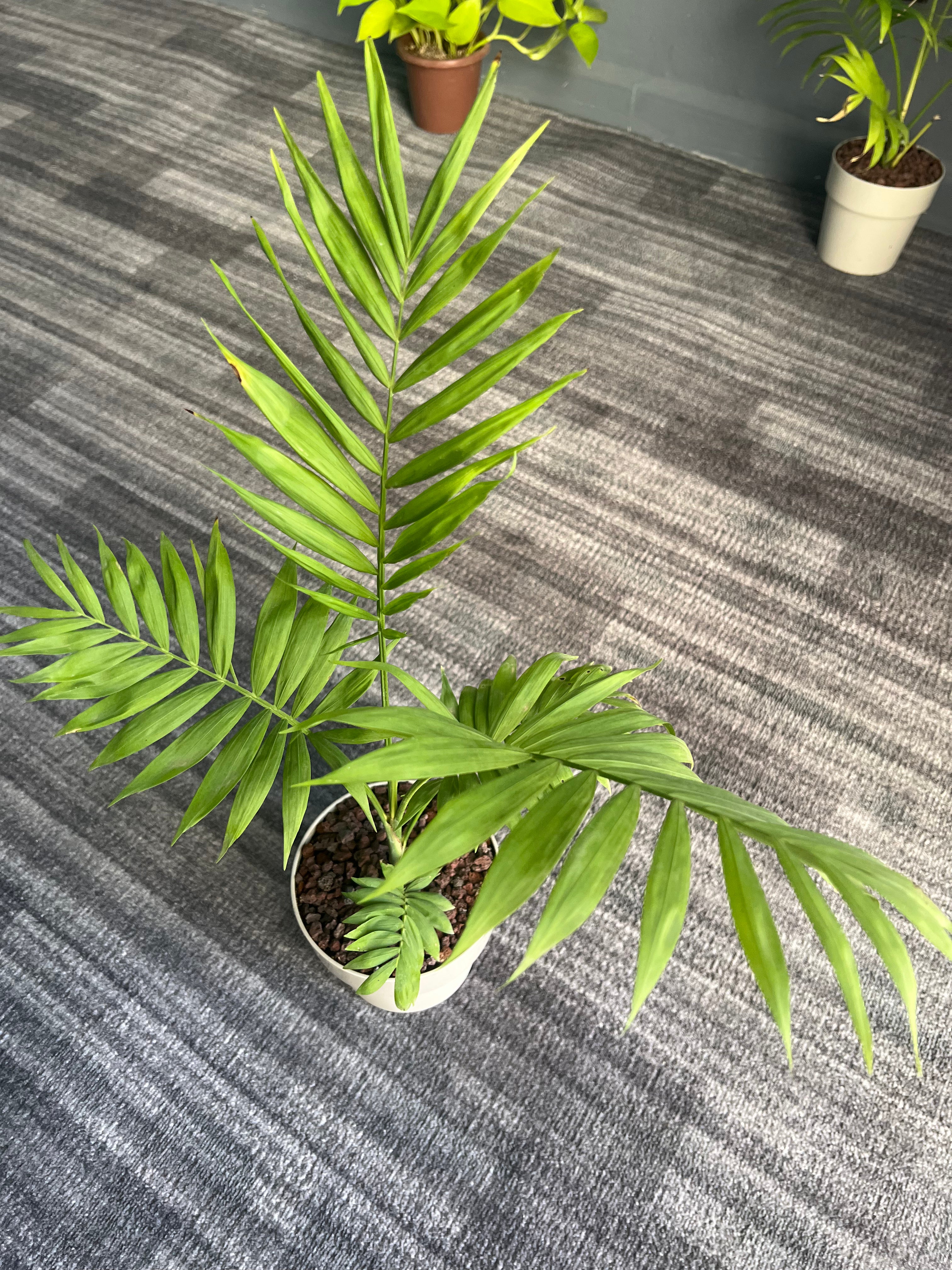 Chamaedorea elegans