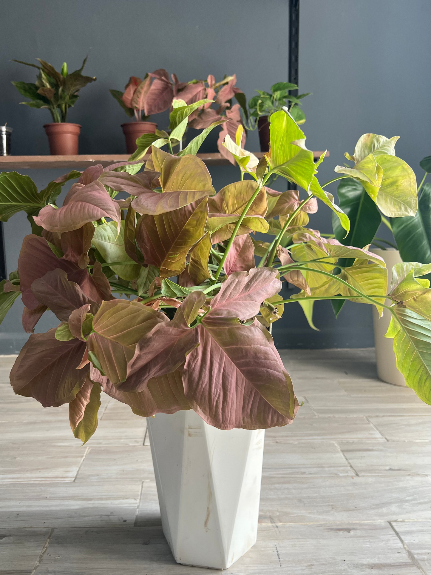 Pink Syngonium