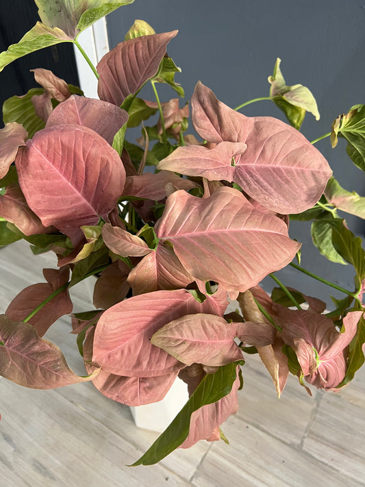 Pink Syngonium