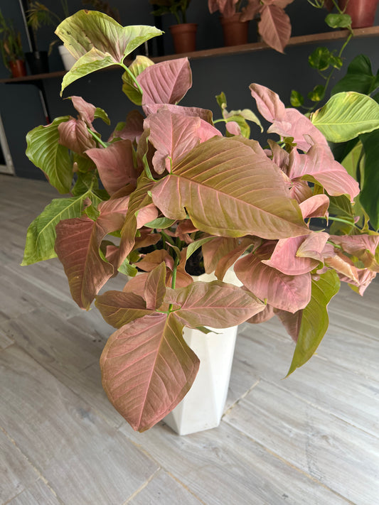 Pink Syngonium