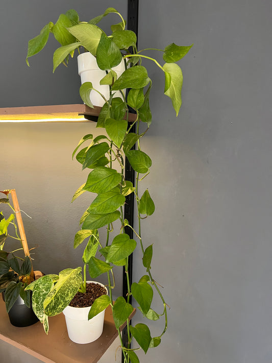 Pothos