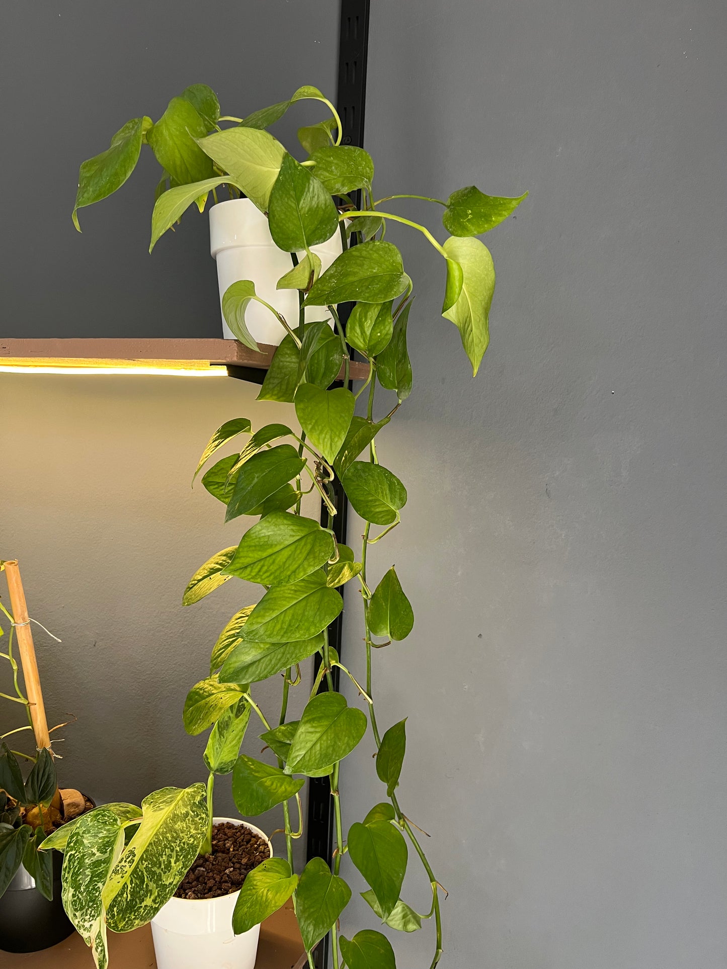 Pothos